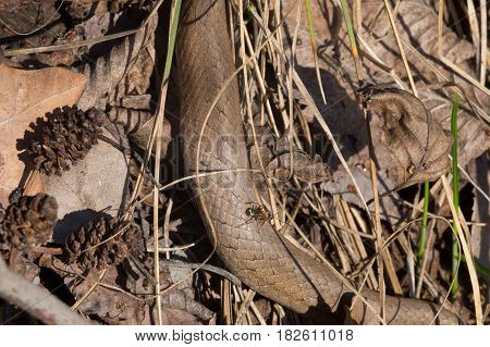 Smooth snake in early spring morning. location is dry sandy meadow in Central Europe