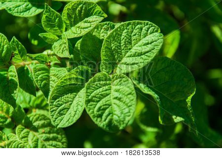 Potato leaves in the garden. Farming. Cultivation. Close-up.