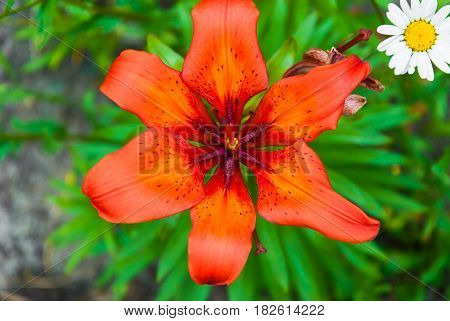 Flowers of scarlet lily londrin in the garden on a blurred background