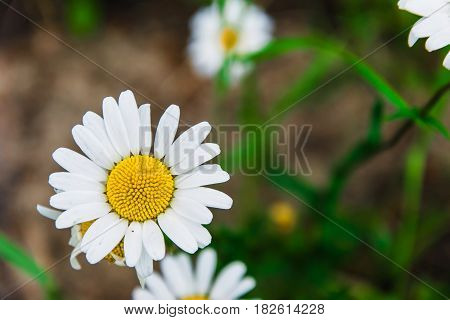 Chamomile flowers in the garden on a blurred background