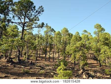 Pine forest in Teide National Park,Tenerife,Canary Islands,Spain.