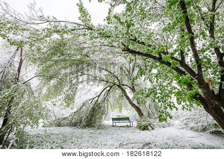 Chisinau, Republic of Moldova - April 20, 2017: Tree branch with green spring leaves broken by heavy snow, in dormitory area