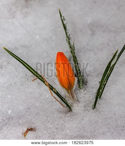 Crocuses snowdrops in the garden after a snowfall