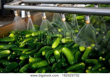 Working process of the production of cucumbers on cannery. Washing in water before preservation. Movement on the conveyor.