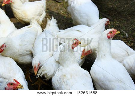 white hens in the poultry-yard in the village