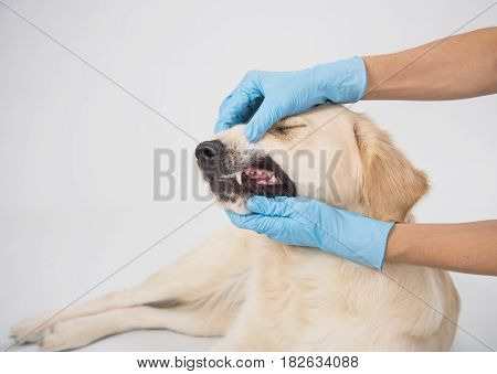 The veterinarian's hands check the teeth of a dog golden retriever. Dog with open jaws on a white background. Close-up clean teeth and healthy dog gums