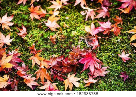 Fallen Maple Leaves