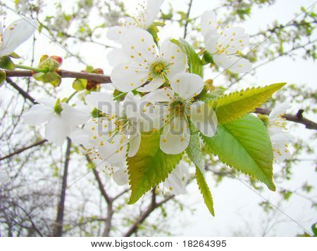 Cherry blomstre