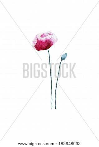Watercolor hand painted poppy flower isolated on white background