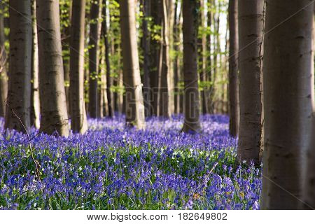 Bluebells Flowers Hallerbos