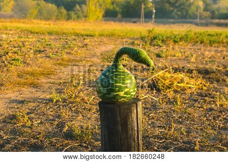 Strange watermelon or pumpkin harvest at autumn