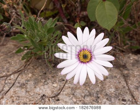 A Close Up Shot Of A White Purple And Orange Flower Its Petals At Full Span And Spread Out In Front