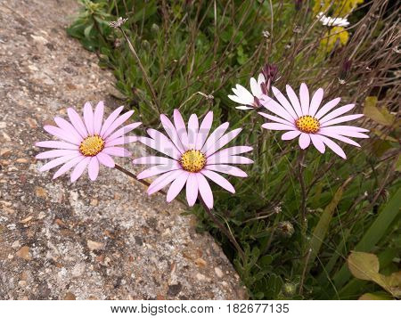 Three Beautiful White Purple And Orange Flower Heads Of A Garden In Spring Light On Overcast Day In