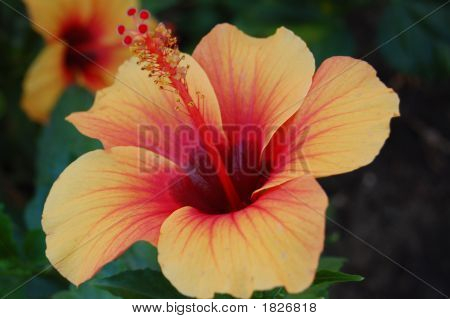 ดอกไม้ Orangepink Hibiscus