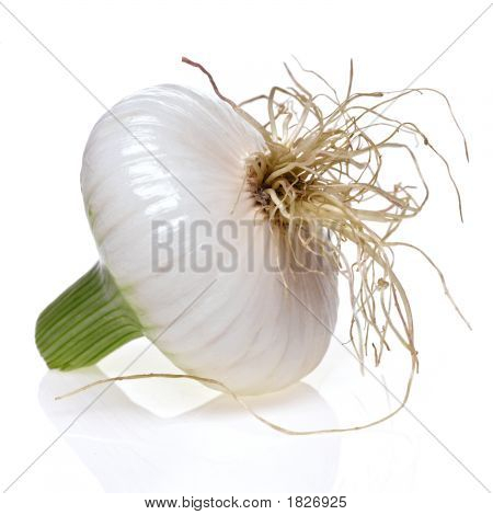 Cebula