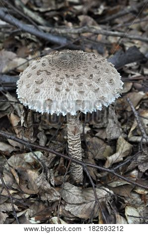 Parasol Macrolepiota procera edible mushroom. Great fruit body of parasol mushroom (Macrolepiota procera)