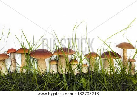 Mushroom Boletus over Wooden Background. Autumn Cep Mushrooms