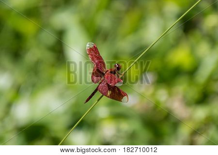 Red Dragon fly in jungle of Thailand