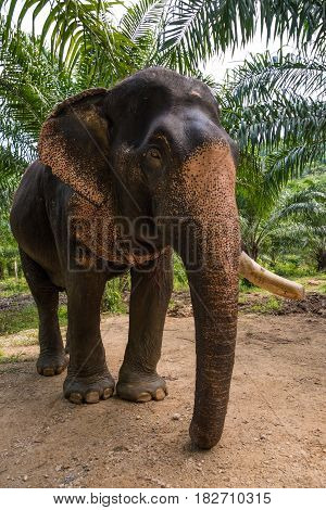 Retired elephant living on a farm in Thailand