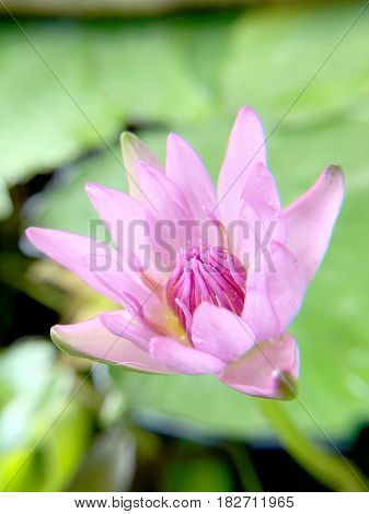 Macro Pollen Of Lotus ( Nymphaea Nouchali, Water Lilly) By The Rich Colors Of The Deep Blue Water Su