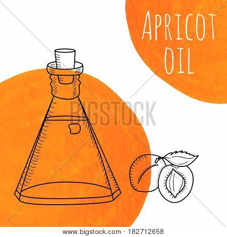 Hand drawn apricot oil bottle with orange watercolor spots. Isolated cute decanter with healthy cooking oil and apricots. Sketchy doodle illustration for aroma therapy, cosmetic, organic shop.