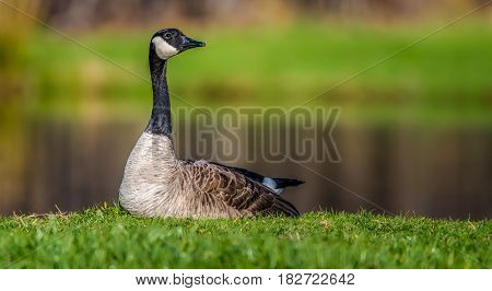 canada goose golden canada goose golden