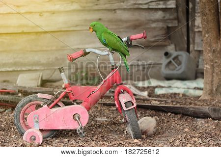 Male Eclectus parrot perched on the old bike children in rural areas.