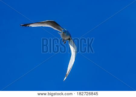 Ring-billed Gull sea gull billed  gull billed