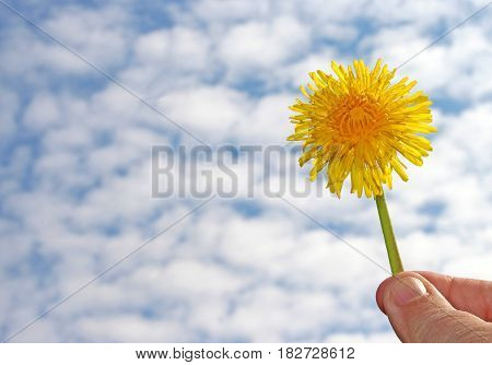 hand holding dandelion flower against the blue and white sky