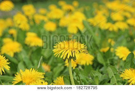 Blooming yellow dandelion meadow green and yellow