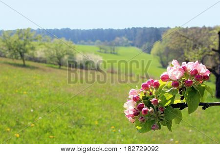 springtime landscape with trees meadows and a branch with apple blossoms forest in the background