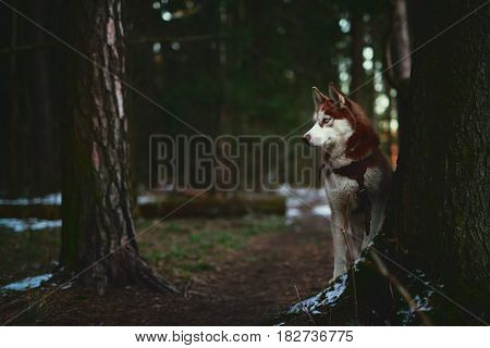 Dog breed Siberian Husky walking in spring forest at sunrise