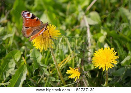 Beautiful butterfly on a yellow dandelion. Nature