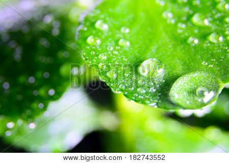 Beautiful drops of morning dew on the green foliage of a young plant on a sunny day