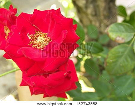 fotografía en plano de detalle de Rosa roja