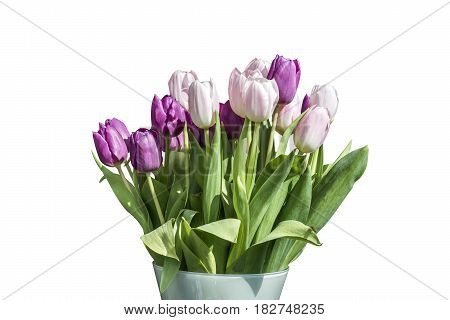 Spring bouquet of pink and white tulips isolated on the white background in a bucket