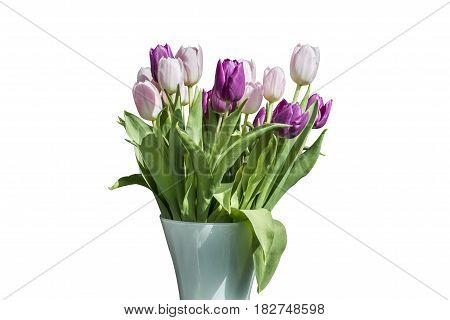 Spring bouquet of pink and white tulips isolated on the white background in a bucket version 3
