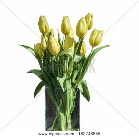 Spring bouquet of yellow tulips isolated on the white background in a bucket version 4