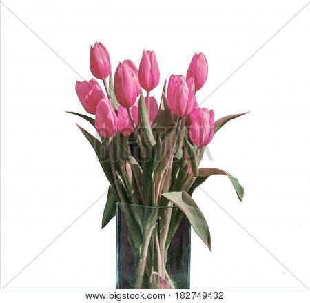 Spring bouquet of pink tulips isolated on the white background in a bucket version 2