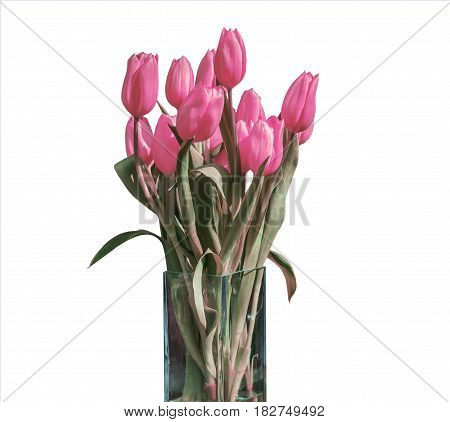 Spring bouquet of pink tulips isolated on the white background in a bucket version 3