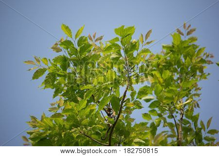 Agasta Dolichandrone Rpathacea Schum Tree