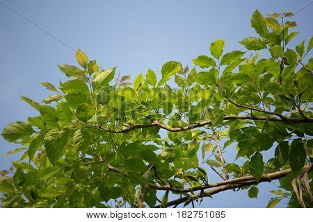 Agasta Dolichandrone Rpathacea Schum Tree