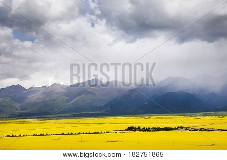 Valley Of Yellow Flowers