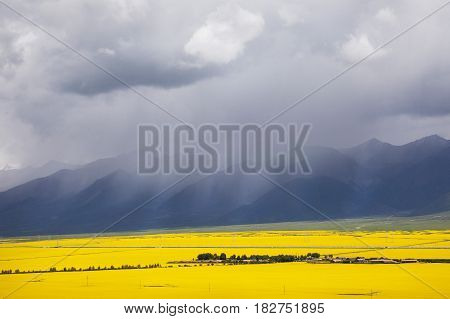 Panorama Of The Valley Of Yellow Flowers.