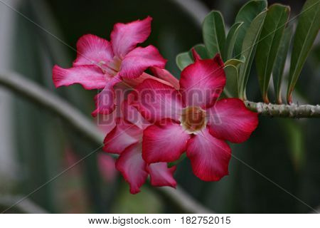 desert rose flowers, front view
Desert Rose flowers are also known as adenium obesum, mock azalea and impala lily.