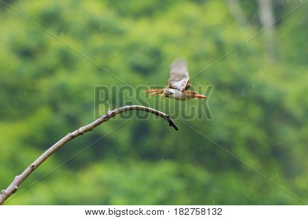 Banded Kingfisher flying off a tree branch in the forest, Thailand