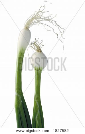 Onion