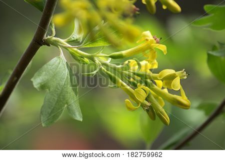 Golden currant blooms bright yellow flowers among the young leaves