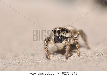 Jumping spider on a wall. Camouflage, gray spider on gray stone