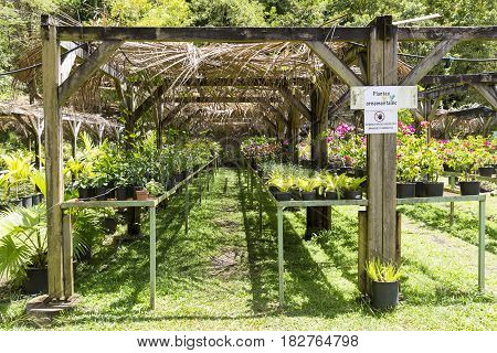 Tree and tropical plant in nursery, Martinique